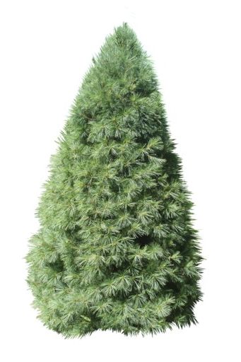 types of christmas trees white pine