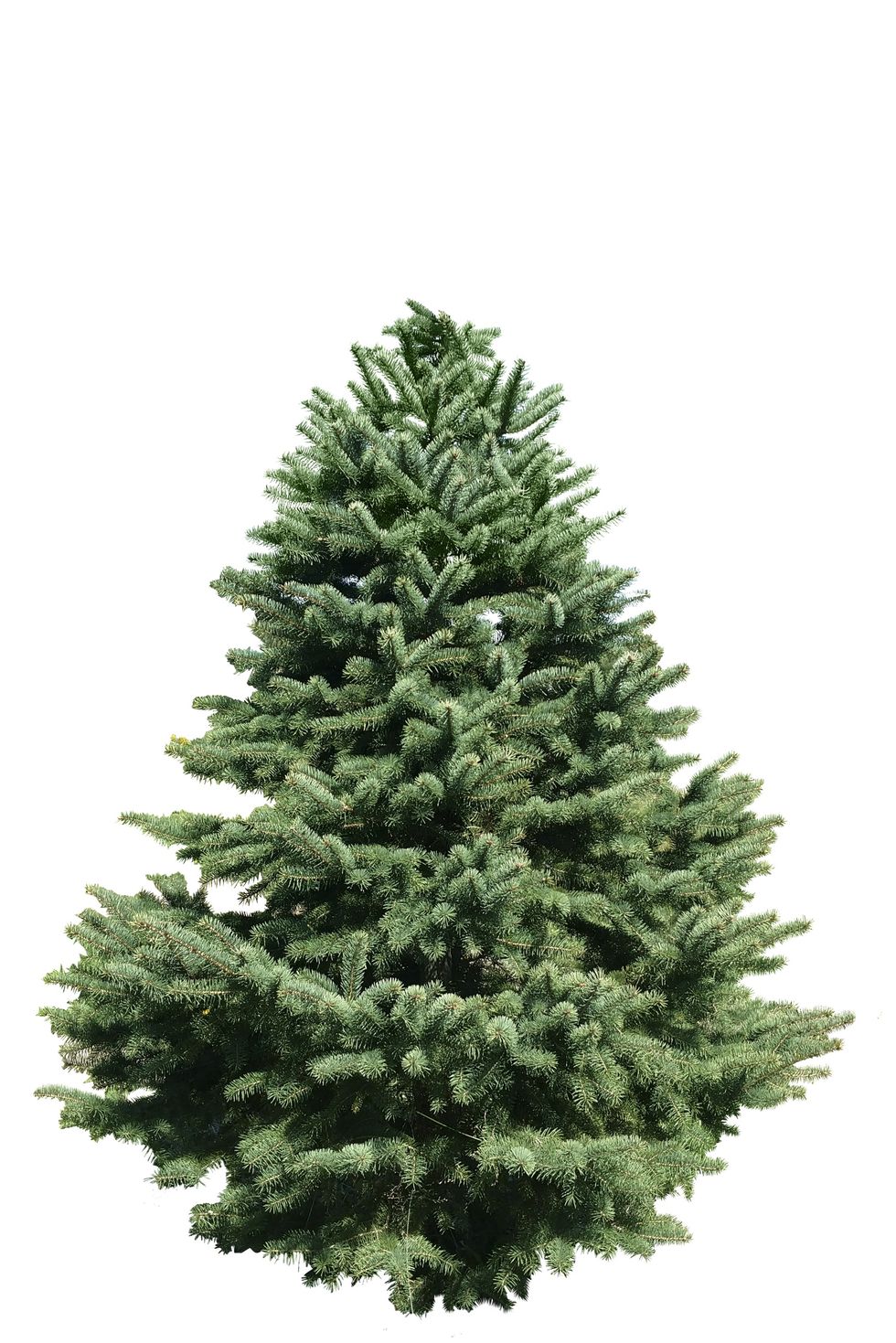 types of Christmas trees white spruce