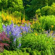 colorful flower bed with many types of flowers