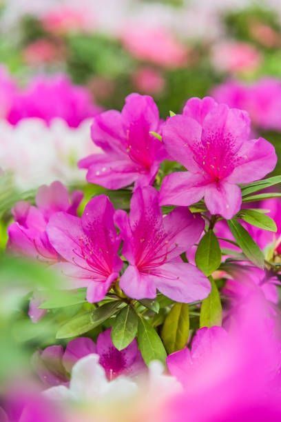 62 Best Types of Flowers (With Pictures!) for Your Garden