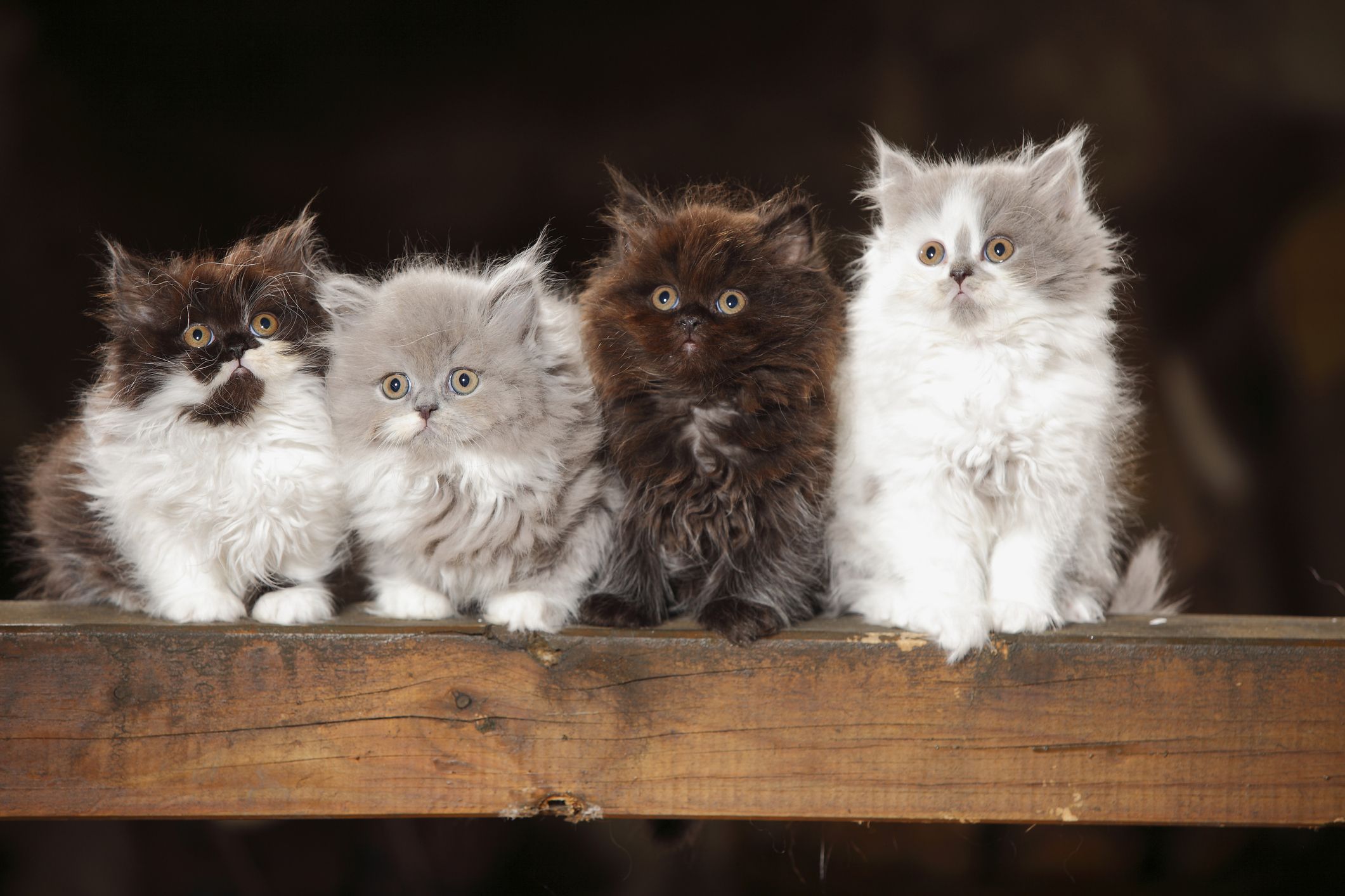 Small fashion cat breeds