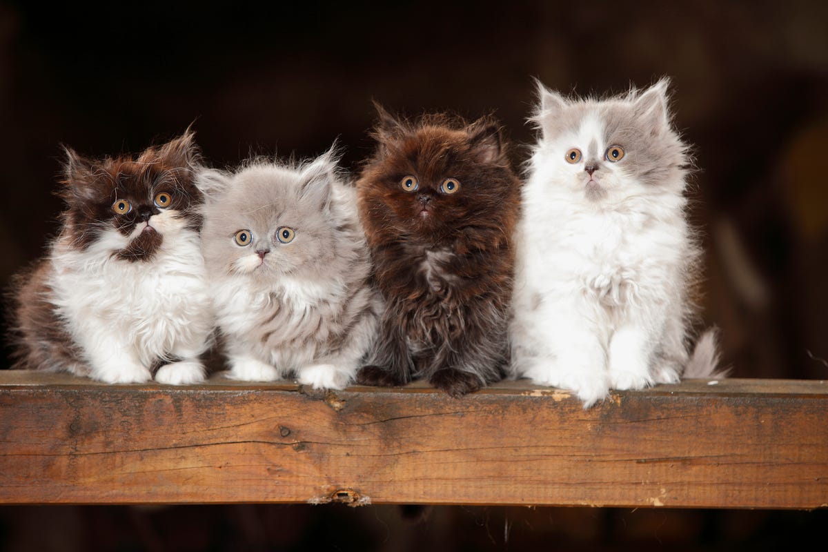 Feline Royalty: Meet the Most Majestic Cat Breeds You'll Adore