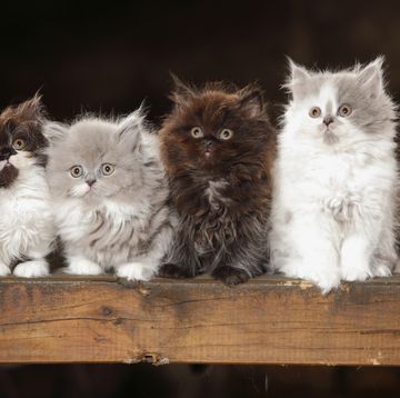 four british longhair kittens sitting on wooden beam, two are gray and white, one is brown and white and one is brown