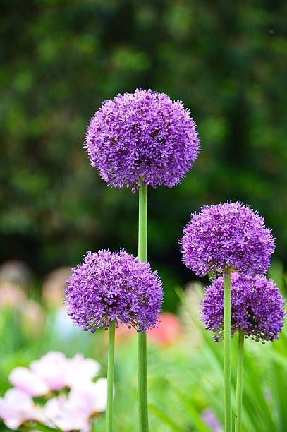 62 Best Types of Flowers (With Pictures!) for Your Garden
