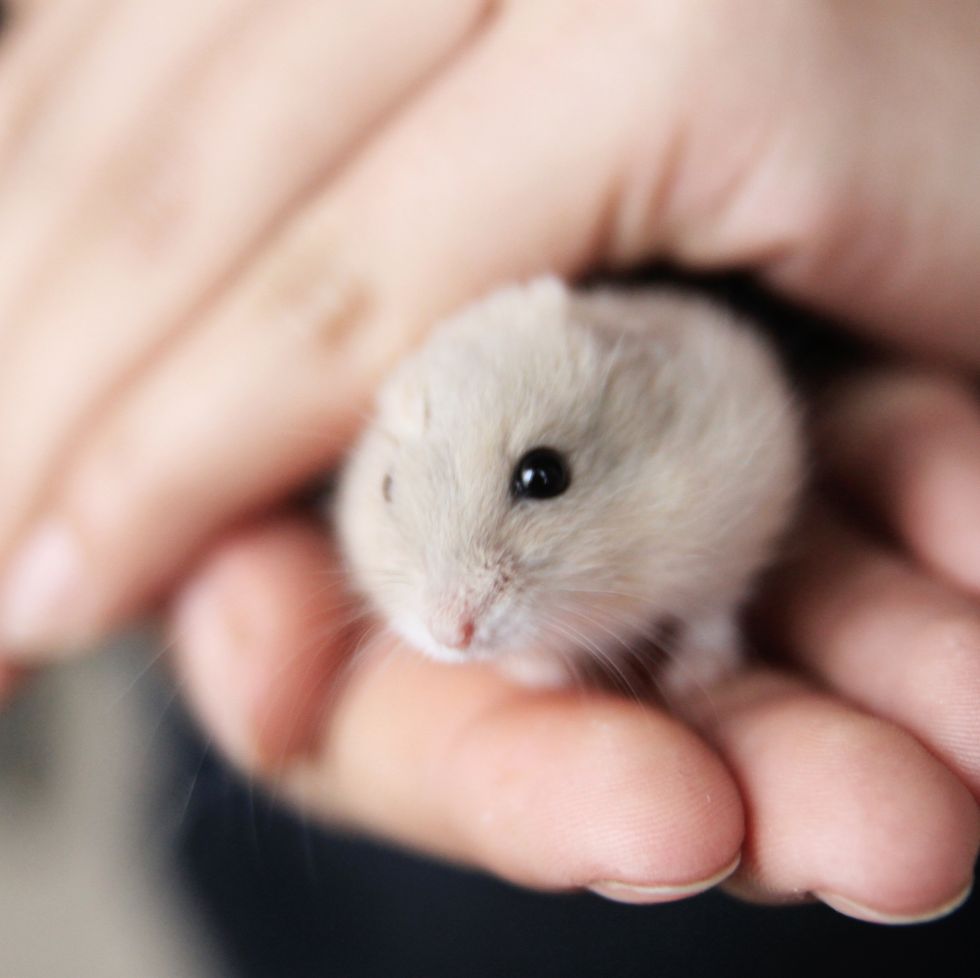 How long do Hamsters Live? - Animal Corner