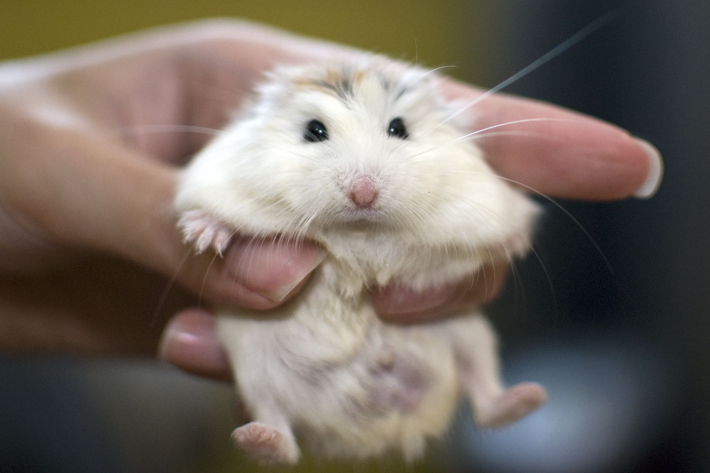 Smallest dwarf sale hamster