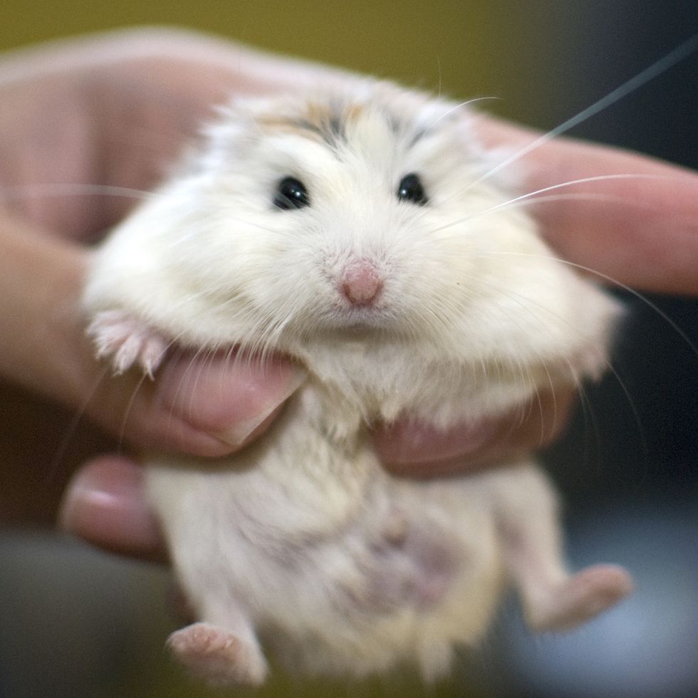 5 Types of Dwarf Hamster Breeds