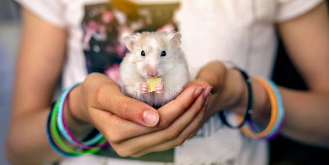 The Best Types of Hamsters: Dwarf Hamster, Syrian Hamster