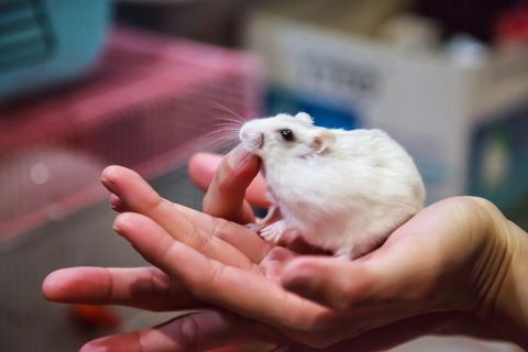 Hamster, Gerbil, Muridae, Muroidea, Rodent, Mouse, Rat, Hand, Finger, Whiskers, 
