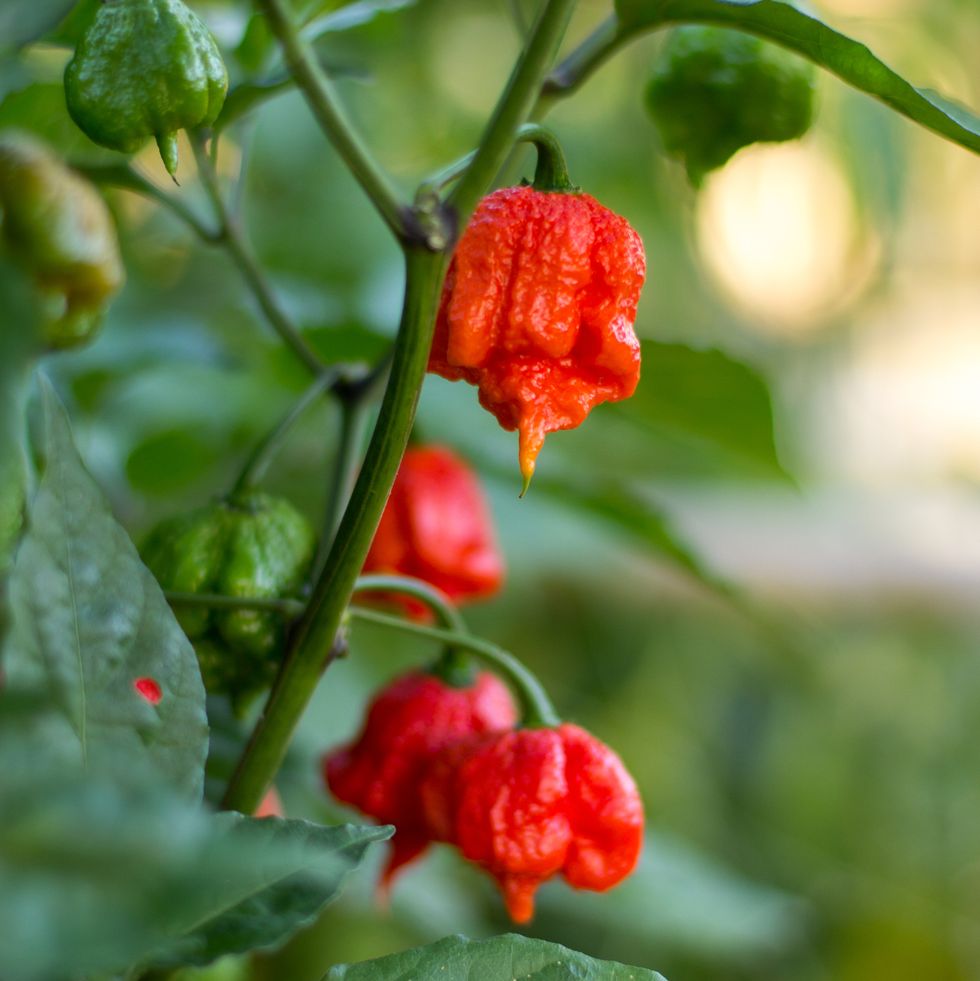 the carolina reaper chilli was rated on 2016 year by the guinness world records as the most spicy chilli on earth