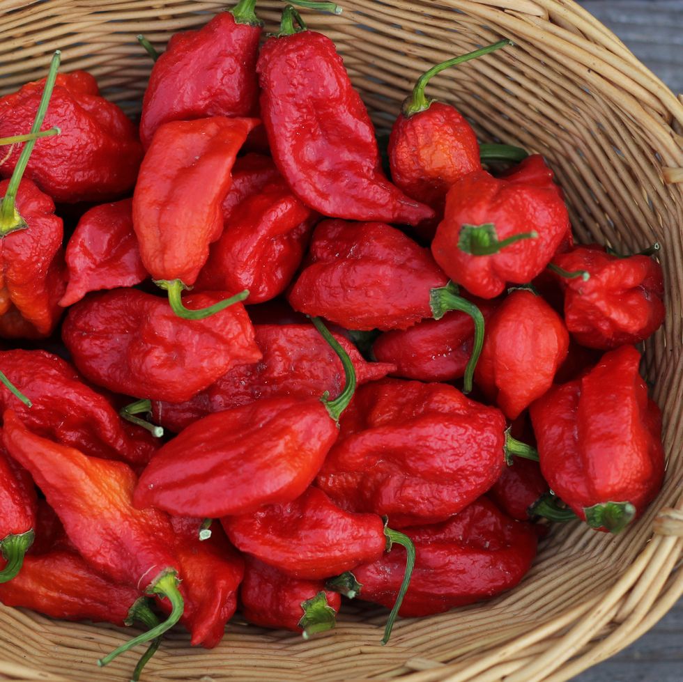 basket of fresh bhut jolokia ghost chili peppers at farmers market
