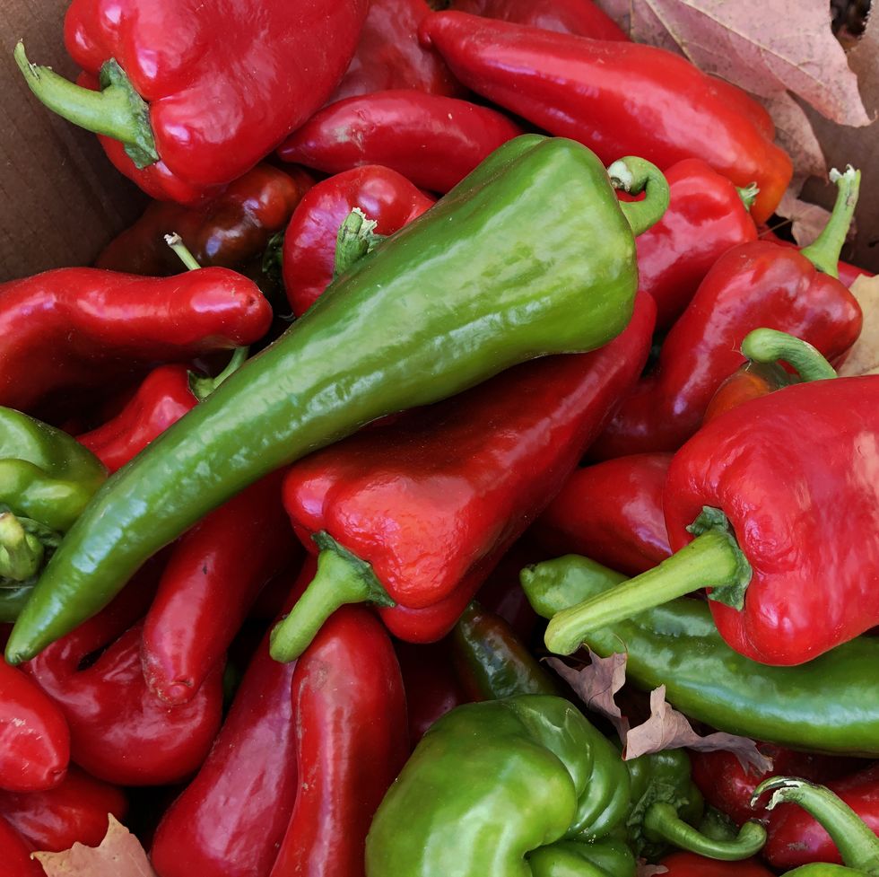 anaheim peppers for sale at farm stand in maine, usa