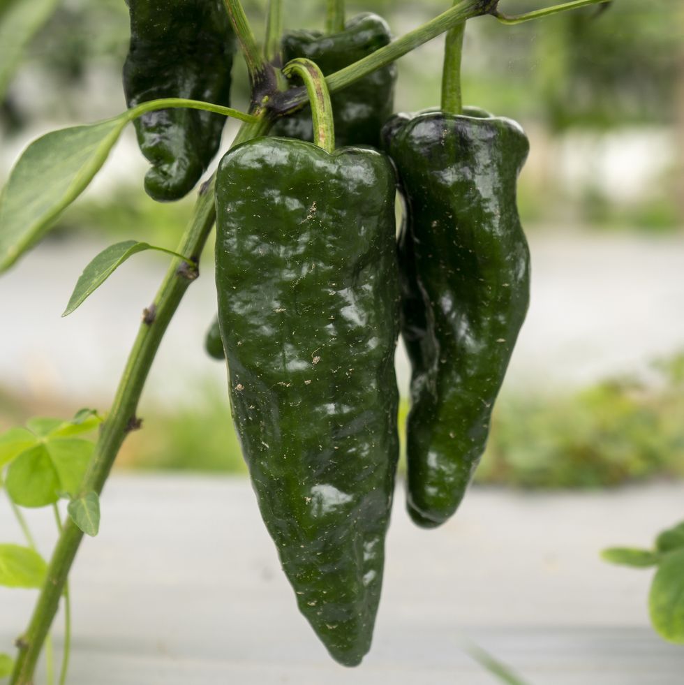 poblano pepper used as key ingredient in chiles en nogada, rajas and many other traditional mexican gastronomy