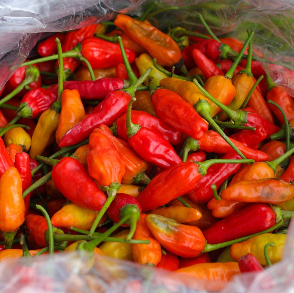 top down or flat lay view of a bunch of datil peppers or cabai rawit also known as capsicum frutescens, chili pepper, cabai rawit merah is freshly harvested by indonesian local farmers from fields
