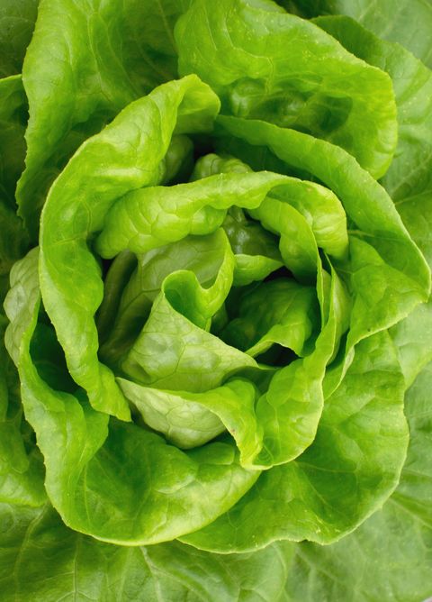 types of lettuce buttercrunch