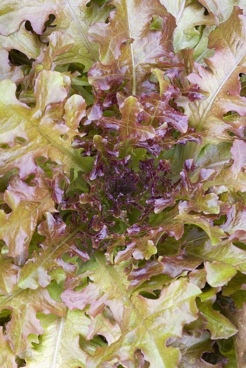 types of lettuce oakleaf