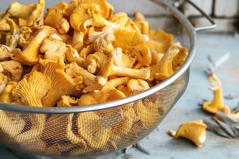 raw uncooked chanterelles forest mushrooms in metal basket on blue white wooden kitchen table rustic style, day light, close up