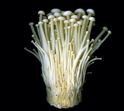 types of mushrooms enoki