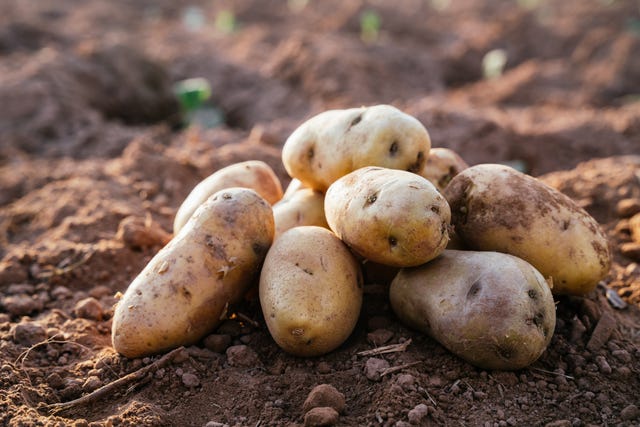 14 Different Types of Potatoes and How to Cook Them