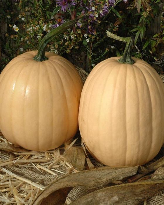 types of pumpkins tandy