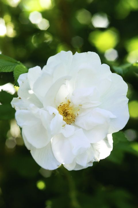 types of roses  blanc double de coubert
