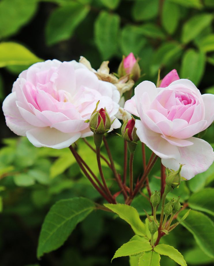 types of roses   blush noisette