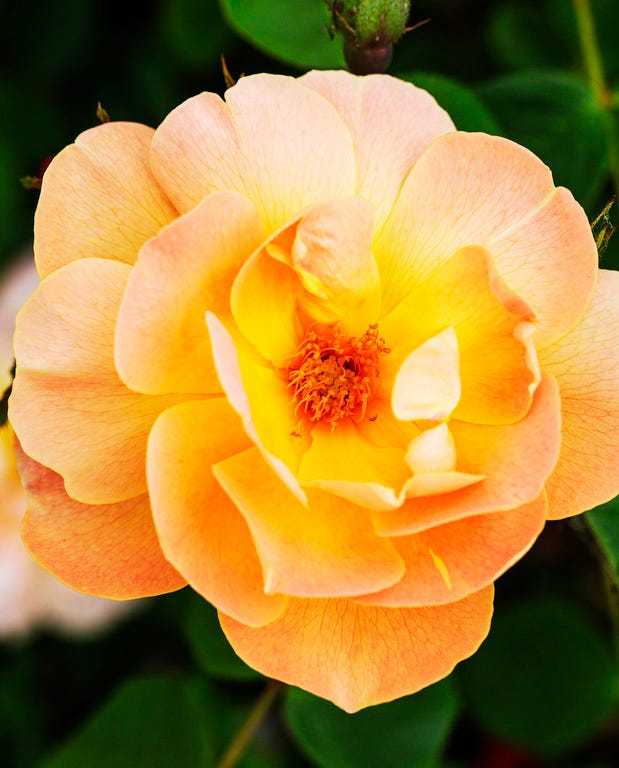 types of roses   the lark ascending english shrub rose