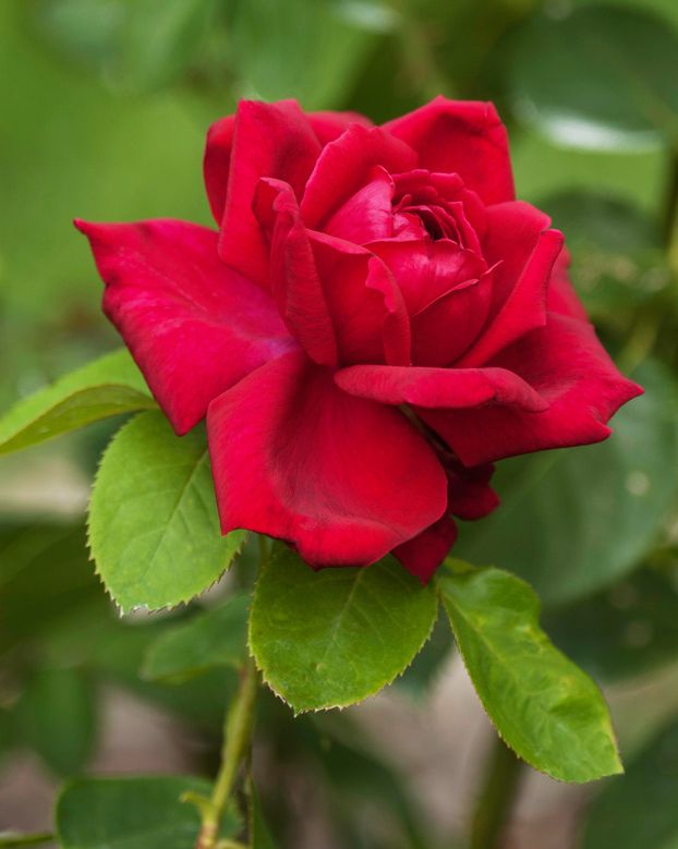 types of roses oklahoma