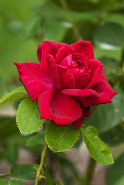 types of roses oklahoma