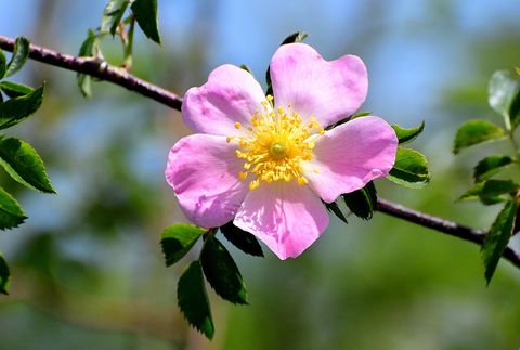 types of roses   rosa blanda