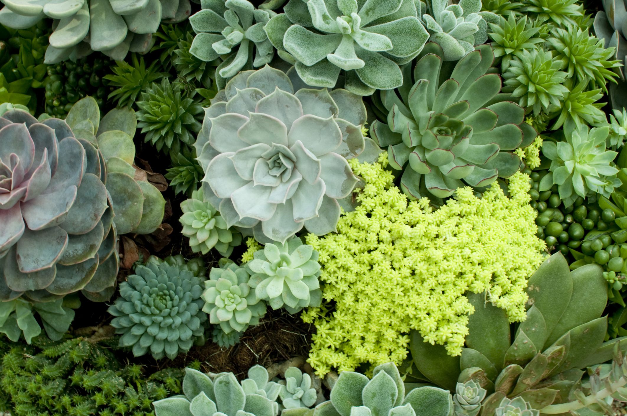 25 Best Succulents - Different Interesting Succulents to Grow