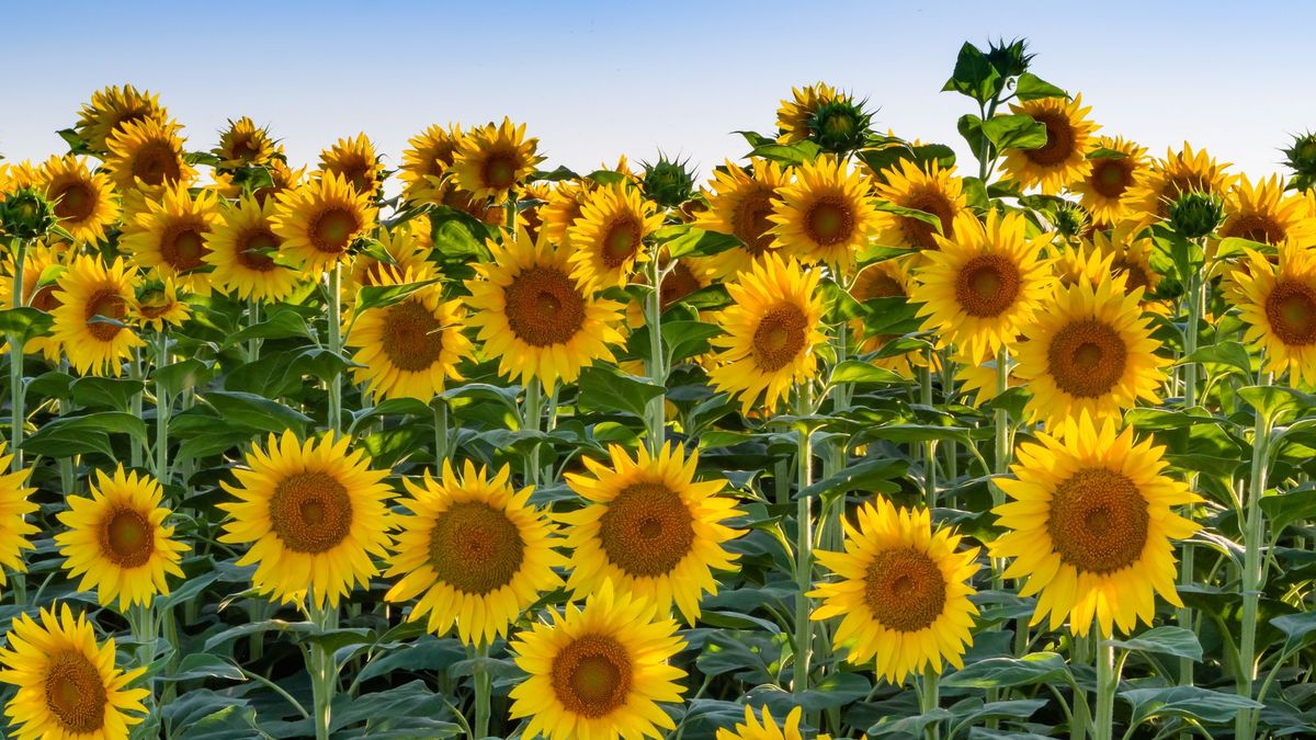 20 Best Types of Sunflowers to Grow in Your Garden