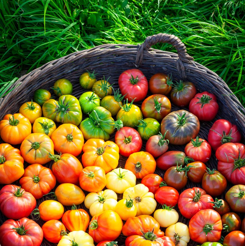 The Best Uses for Each Type of Tomato