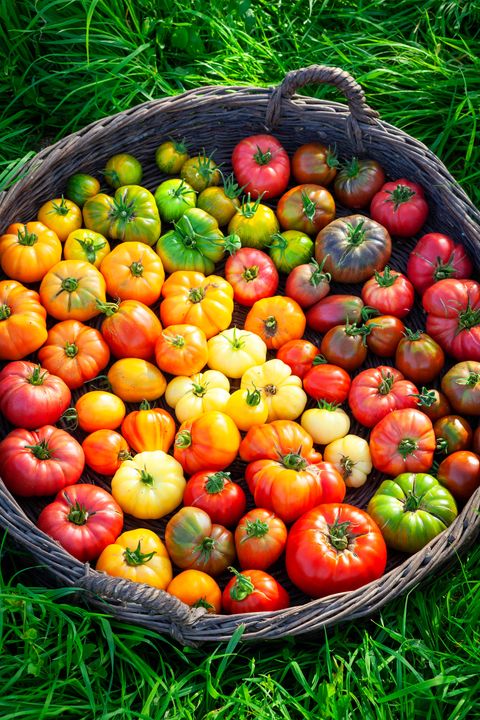 types of tomatoes like heirlooms