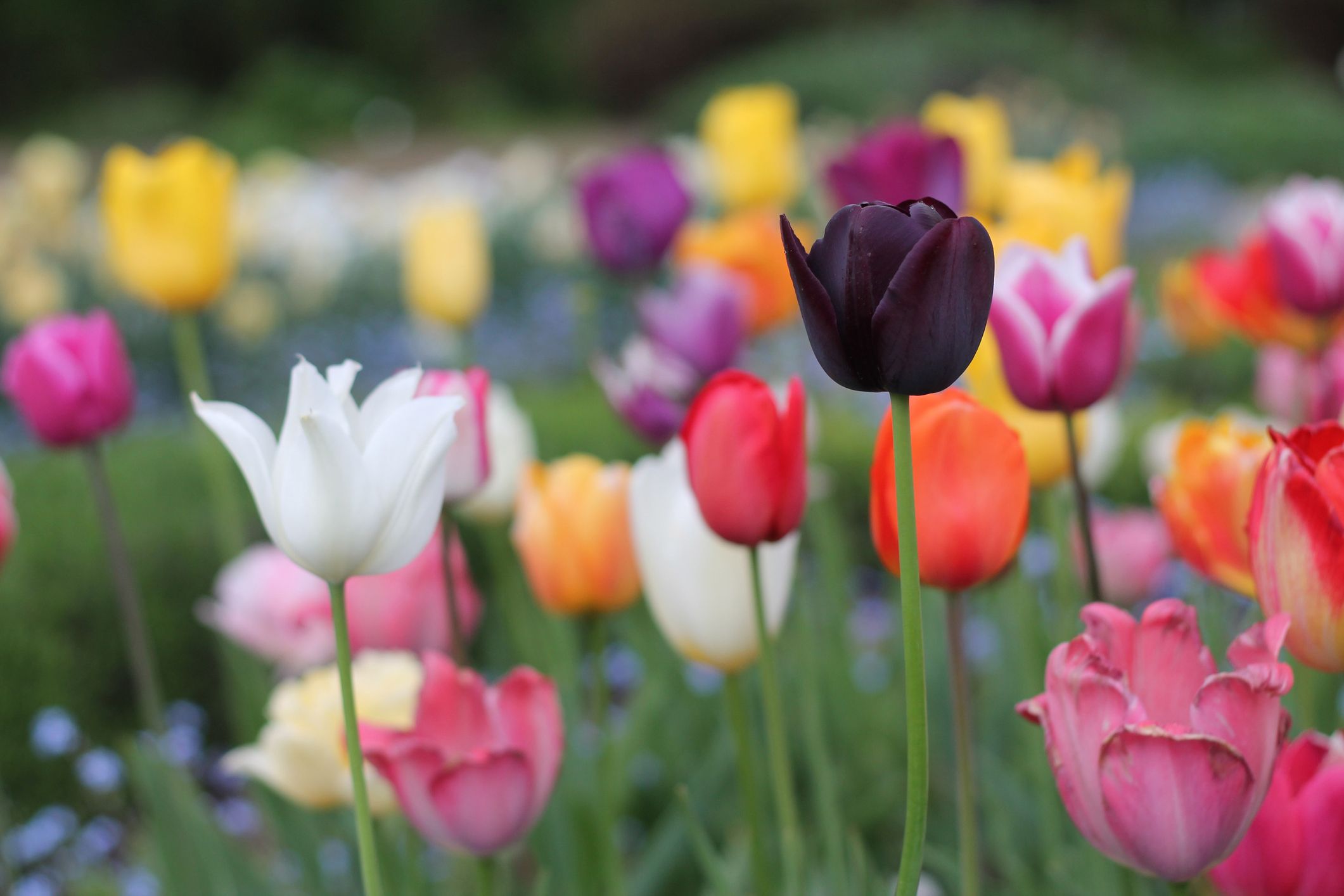 19 Eye-Catching Types of Pink Tulips - A-Z Animals