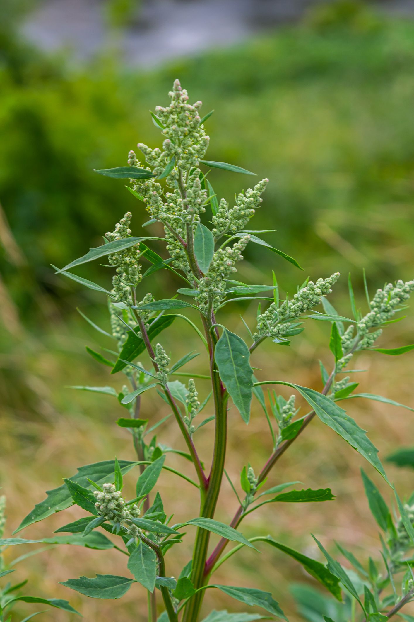 20 Types of Weeds and How to Control Them Common Weeds in Lawns and Gardens