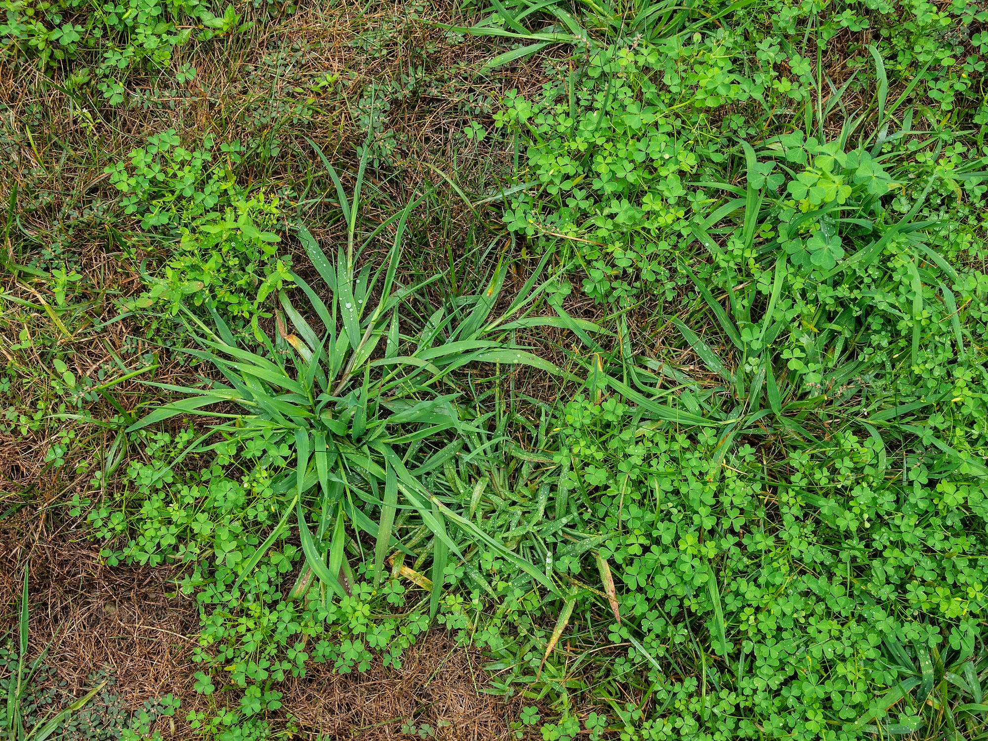 20 Types of Weeds and How to Control Them - Common Weeds in Lawns and ...