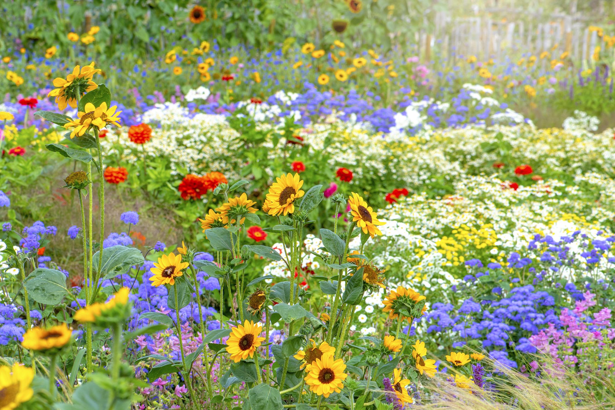Wildflowers | Notepad