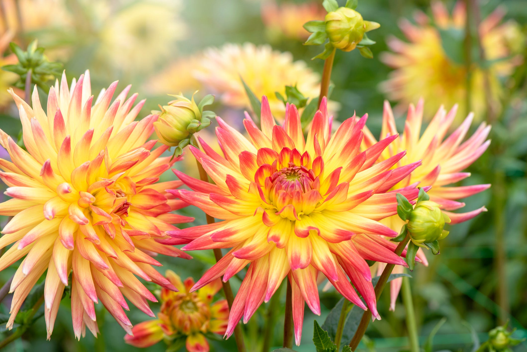 20 Best Dahlia Types and Varieties for Your Garden