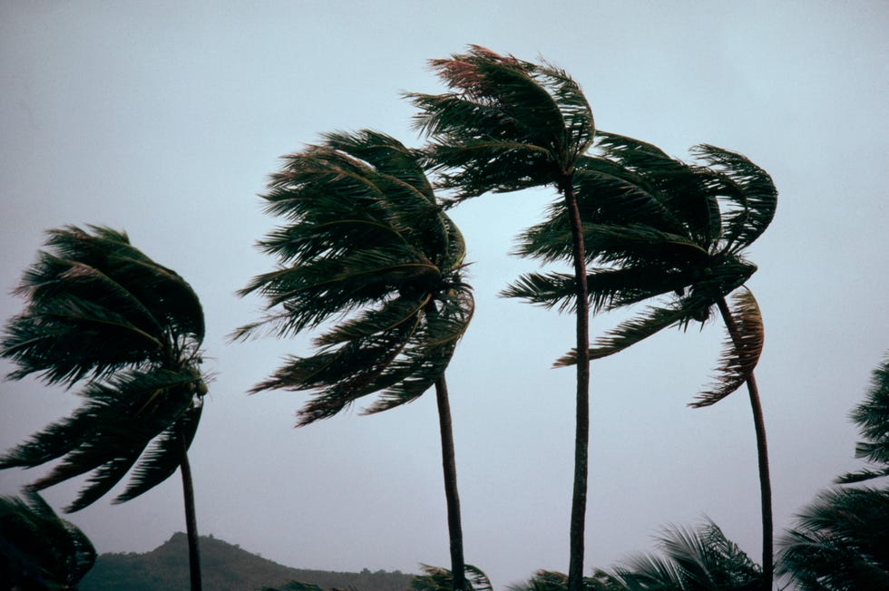 typhoon winds blowing coastal palms