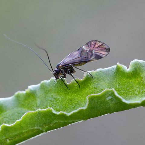 Khas Psocoptera, umumnya dikenal sebagai kutu buku, kutu kulit atau kutu kulit