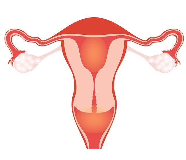 Heart-Shaped Uterus - What It Means And How To Tell If You Have One