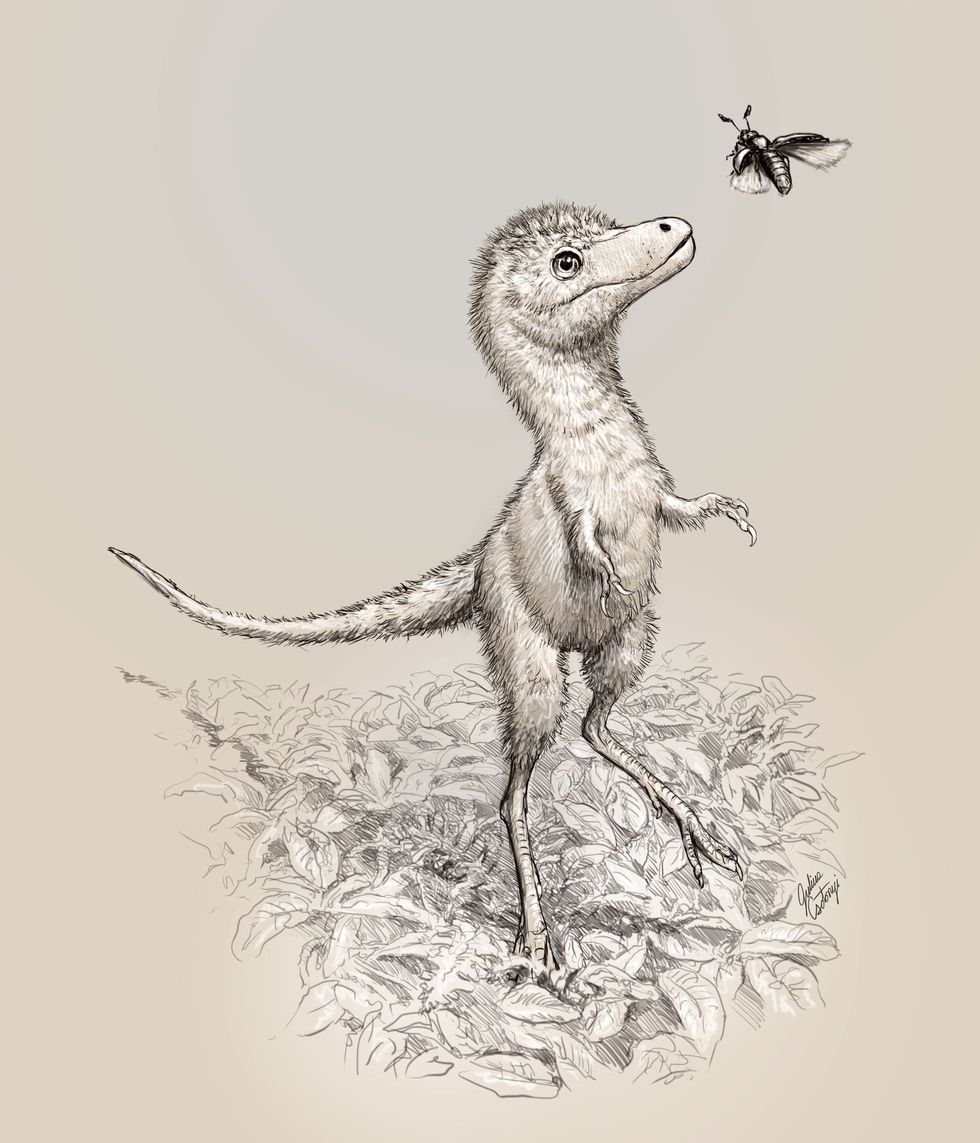 Deze afbeelding laat zien hoe pas uitgekomen jongen van de Tyrannosaurus rexeruit kunnen hebben gezien De onlangs beschreven embryonale fossielen waren niet van een T rex maar van een vroegere verwante tyrannosaurussoort die nog niet is gedentificeerd