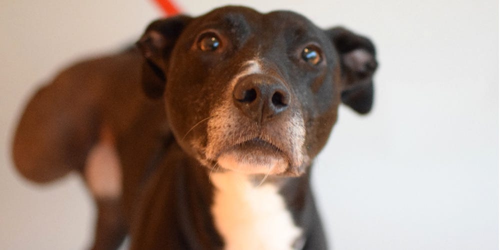 Battersea Dogs and Cats Home dog