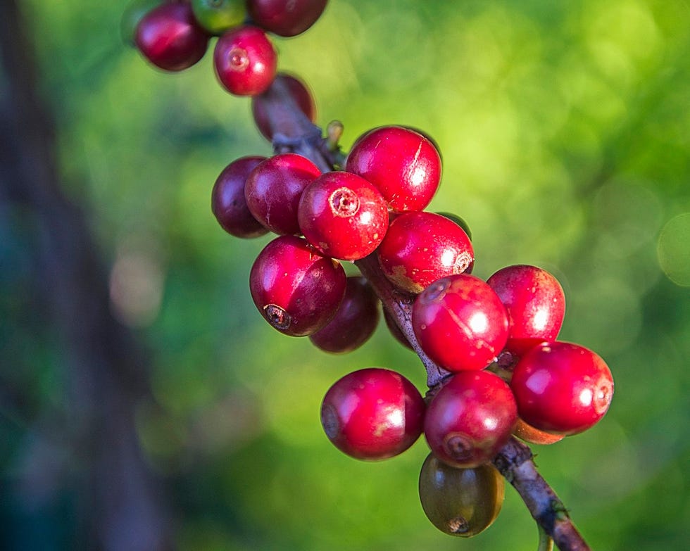 Rijpe koffiebessen in Costa Rica