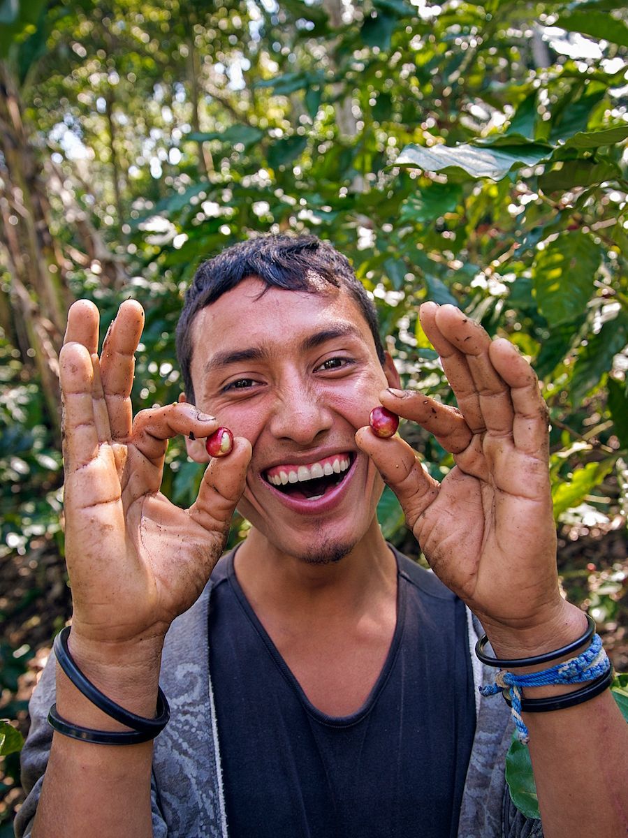 Een jonge Nicaraguaan bij de koffieoogst op een kleine finca in de buurt van Matagalpa in Nicaragua