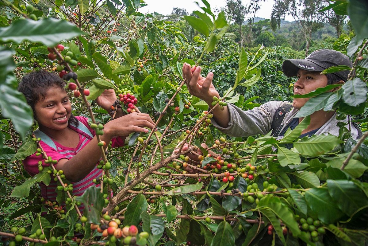 Jongeren plukken duurzaam verbouwde koffiebessen op La Hammonia een hacinda even ten noorden van Matagalpa de koffiehoofdstad van Nicaragua