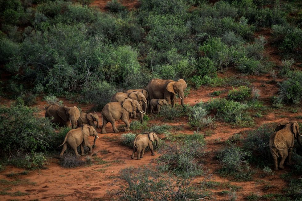 Een kudde olifanten doorkruist een gebied ten zuidoosten van het Reteti Elephant Sanctuary waar verweesde olifantjes worden verzorgd en grootgebracht Dat gebeurt niet ver van de plek waar ze zijn gered dus kunnen sommige olifantenwezen uiteindelijk weer naar hun kudde terugkeren