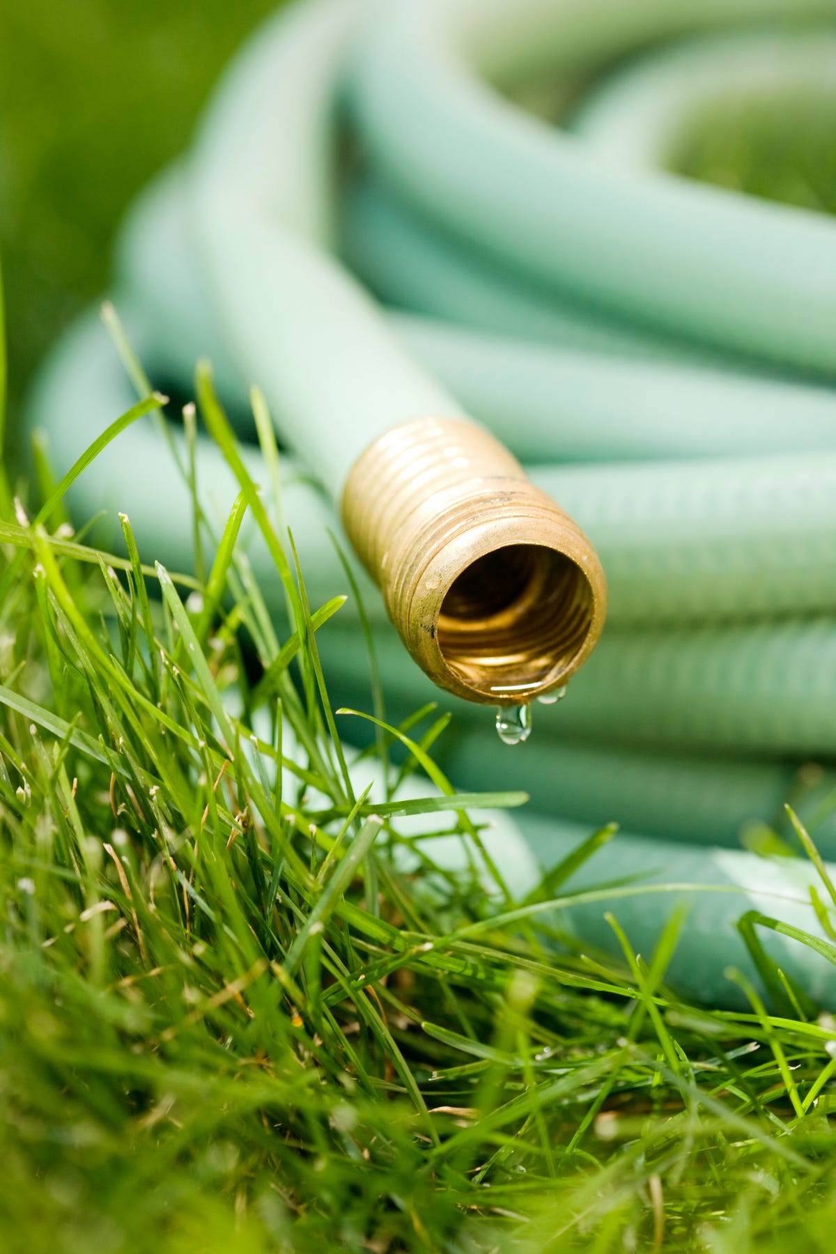 The Dos & Don'ts During a Hosepipe Ban - Garden Health