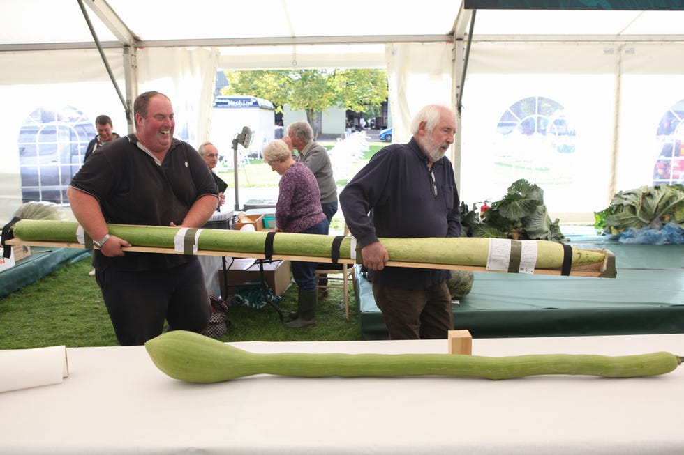 UK record breaking gourd at Malvern Autumn Show 2017